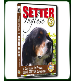 Setter Inglese 3 Setter Inglese 3