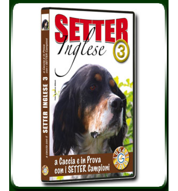 Setter Inglese 3